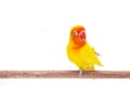 The Double Yellow Lovebird on white Royalty Free Stock Photo