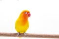 The Double Yellow Lovebird on white Royalty Free Stock Photo