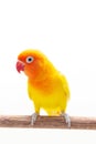 The Double Yellow Lovebird on white Royalty Free Stock Photo