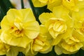 Double yellow narcissus variety blooming in sunshien with orange stamens Royalty Free Stock Photo