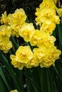 Double yellow narcissus variety blooming in sunshien with orange stamens