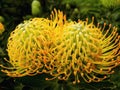 Double yellow Pin Cushion Proteas Royalty Free Stock Photo