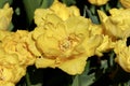 Double yellow tulips Royalty Free Stock Photo