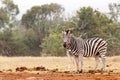Double Zebra eyes - Two Zebra standing next to each other Royalty Free Stock Photo