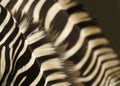 Double Zebras abstract Royalty Free Stock Photo