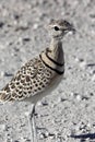 Doublebanded Courser - Namibia Royalty Free Stock Photo