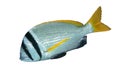 Doublebar bream