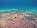 Doublebar bream (acanthopagrus bifasciatus) at the Red Sea coral reef