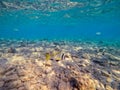 Doublebar bream (acanthopagrus bifasciatus) at the Red Sea coral reef