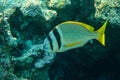 Doublebar bream Acanthopagrus bifasciatus in the Red Sea, Egypt.