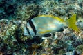 Doublebar bream Acanthopagrus bifasciatus in the Red Sea, Egypt.