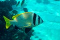 Doublebar bream Acanthopagrus bifasciatus in the Red Sea, Egypt.