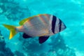 Doublebar bream Acanthopagrus bifasciatus in the Red Sea, Egypt.