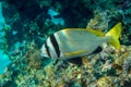 Doublebar bream Acanthopagrus bifasciatus in the Red Sea, Egypt.