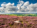 Vibrant purple heather on Yorkshire Moors Royalty Free Stock Photo