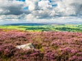 Vibrant purple heather on Yorkshire Moors Royalty Free Stock Photo