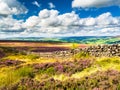 Vibrant purple heather on Yorkshire Moors Royalty Free Stock Photo