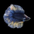 Doubletail Betta Royalty Free Stock Photo
