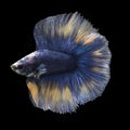 Doubletail Betta Royalty Free Stock Photo