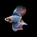 Doubletail Betta Royalty Free Stock Photo