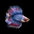 Doubletail Betta Royalty Free Stock Photo