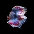 Doubletail Betta Royalty Free Stock Photo