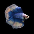 Doubletail Betta Royalty Free Stock Photo