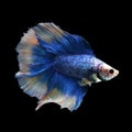 Doubletail Betta Royalty Free Stock Photo