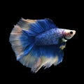 Doubletail Betta Royalty Free Stock Photo