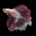 Doubletail Betta on black background. Royalty Free Stock Photo