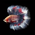 Doubletail Betta on black background. Beautiful fish. Royalty Free Stock Photo