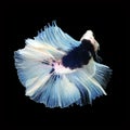 Doubletail Betta on black background. Beautiful fish. Royalty Free Stock Photo