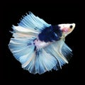 Doubletail Betta on black background. Beautiful fish. Royalty Free Stock Photo