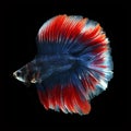 Doubletail Betta on black background. Beautiful fish. Royalty Free Stock Photo