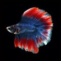 Doubletail Betta on black background. Beautiful fish. Royalty Free Stock Photo