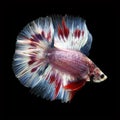 Doubletail Betta on black background. Beautiful fish. Royalty Free Stock Photo