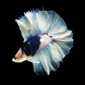 Doubletail Betta on black background. Beautiful fish. Royalty Free Stock Photo