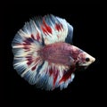 Doubletail Betta on black background. Beautiful fish. Royalty Free Stock Photo