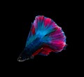 Doubletail colorful blue and red half moon Siamese fighting fish isolated on black background Royalty Free Stock Photo