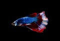 Doubletail colorful blue and red half moon Siamese fighting fish isolated on black background Royalty Free Stock Photo