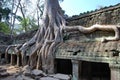 Doubling of roots. Ta Prohm temple Royalty Free Stock Photo