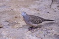 Doubt eye of Java dove