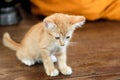 Doubtful oragne little kitten cat lie on wooden floor closeup n