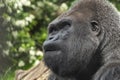 Silverback gorilla close up portrait doubtful Royalty Free Stock Photo