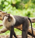 Douc Langur