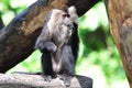 Douc langur