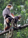 Douc Langur Royalty Free Stock Photo