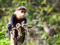 Douc Langur