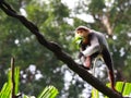 Douc Langur