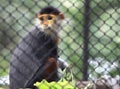 Douc Langur Monkey Royalty Free Stock Photo